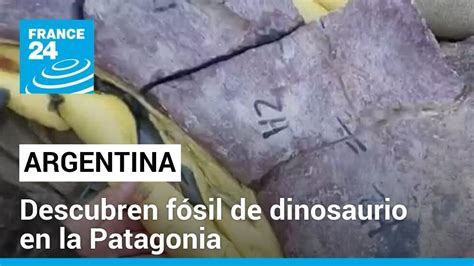 Venden por Internet fósiles de dinosaurios de la Argentina .